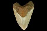 Fossil Megalodon Tooth - North Carolina #124958-1